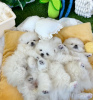 Photo №2 to announcement № 110725 for the sale of pomeranian - buy in United States private announcement