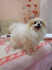 Photo №1. pomeranian - for sale in the city of Minsk | negotiated | Announcement № 52181