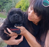 Photo №2 to announcement № 20345 for the sale of chow chow - buy in Poland private announcement