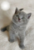 Photo №2 to announcement № 87383 for the sale of british shorthair - buy in Germany private announcement