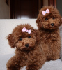 Photo №1. poodle (toy) - for sale in the city of Lisbon | 250$ | Announcement № 117809