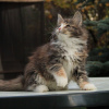 Additional photos: Female maine coon kitten for sale