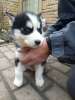 Photo №3. Siberian Husky puppy. Sweden