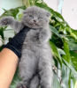 Photo №3. British Shorthair Grey Male and Female Breed for Sale. United States