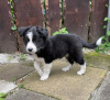 Photo №1. border collie - for sale in the city of Рокишкис | 370$ | Announcement № 75797