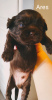 Photo №4. I will sell shih tzu in the city of Boat. breeder - price - 560$