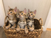 Photo №2 to announcement № 107945 for the sale of bengal cat - buy in Germany private announcement, breeder