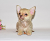 Photo №4. I will sell chihuahua in the city of Москва. from nursery, breeder - price - 552$