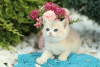 Photo №3. Healthy British shorthair Kittens. Germany