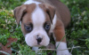 Photo №1. boxer - for sale in the city of Basel | 400$ | Announcement № 18770