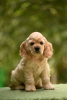 Photo №2 to announcement № 20863 for the sale of american cocker spaniel - buy in Ukraine breeder