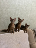 Photo №2 to announcement № 36967 for the sale of abyssinian cat - buy in Belarus private announcement, from nursery