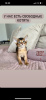 Photo №1. abyssinian cat - for sale in the city of Wrocław | negotiated | Announcement № 25001