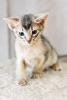 Photo №2 to announcement № 14924 for the sale of abyssinian cat - buy in Ukraine breeder