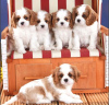 Photo №1. cavalier king charles spaniel - for sale in the city of Graz | negotiated | Announcement № 53347