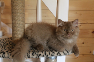 Photo №2 to announcement № 3037 for the sale of british longhair, british shorthair - buy in Russian Federation from nursery, breeder