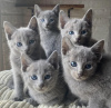 Photo №1. russian blue - for sale in the city of Helsinki | negotiated | Announcement № 117924