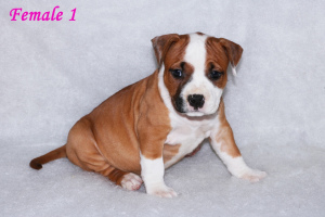 Photo №4. I will sell american staffordshire terrier in the city of Minsk. from nursery - price - 441$