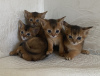 Additional photos: Abyssinian kittens