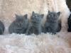 Photo №1. british shorthair - for sale in the city of Munich | negotiated | Announcement № 109229