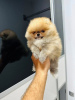 Photo №4. I will sell pomeranian in the city of Нови Сад.  - price - negotiated