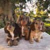 Photo №1. dachshund - for sale in the city of Berlin | negotiated | Announcement № 118799