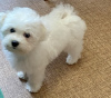 Photo №4. I will sell bichon frise in the city of Herne. private announcement - price - 1057$