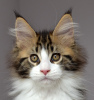 Photo №1. maine coon - for sale in the city of Kazan | negotiated | Announcement № 10324