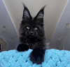 Photo №3. Maine coon kitten. United States