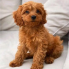 Photo №3. Maltipoo puppies. United States