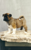 Additional photos: American Akita puppies