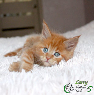 Photo №1. maine coon - for sale in the city of St. Petersburg | 745$ | Announcement № 6585