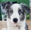 Photo №1. border collie - for sale in the city of Lisia Góra | 1585$ | Announcement № 109380