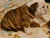 Photo №2 to announcement № 15362 for the sale of english bulldog - buy in Denmark breeder