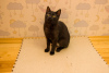 Additional photos: A wonderful black cat, kitten Charlie, is looking for a home and a loving