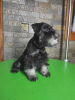 Photo №2 to announcement № 65931 for the sale of schnauzer - buy in Serbia breeder