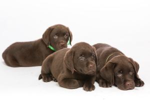 Photo №2 to announcement № 2499 for the sale of labrador retriever - buy in Russian Federation from nursery