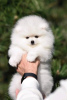 Photo №3. Pomeranian Spitz puppies for sale. Germany