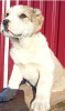 Additional photos: Puppies of SAO Alabai