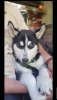 Photo №1. siberian husky - for sale in the city of Berlin | negotiated | Announcement № 56942