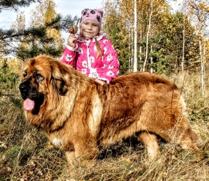 Additional photos: Tibetan mastiff puppies for sale