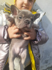 Additional photos: French bulldog carrier lilac