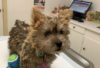 Photo №3. Affordable Norwich Terrier Puppies for sale. Germany