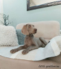 Photo №1. weimaraner - for sale in the city of Kragujevac | 718$ | Announcement № 9876