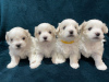 Photo №1. maltese dog - for sale in the city of Riyadh | 350$ | Announcement № 15563