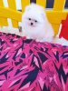 Photo №4. I will sell pomeranian in the city of Tbilisi. private announcement, from nursery - price - negotiated