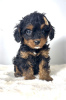 Photo №2 to announcement № 119970 for the sale of poodle (toy) - buy in Serbia 