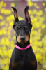 Photo №4. I will sell dobermann in the city of Tallinn. from nursery - price - 1479$