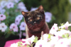 Photo №1. british shorthair - for sale in the city of Victoria Park | negotiated | Announcement № 116937