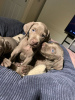 Photo №1. weimaraner - for sale in the city of Newtown | 946$ | Announcement № 11839